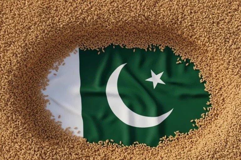 Closeup of clean wheat grains used in Pakistan wheat price markets
